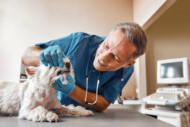 Best Emergency Wisdom Teeth Removal in Rotonda, FL